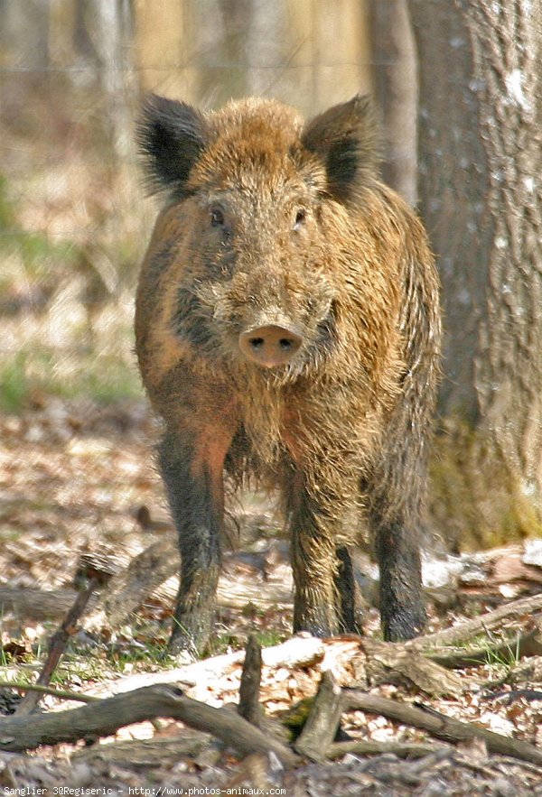  Image name: 12 Cinghiale.jpg 
 width: 600 pixel 
 height: 883 pixel 
 Size: 151661 bytes 
 Click to enlarge 